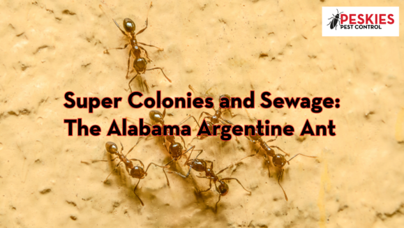 A close-up photograph showing a group of Argentine ants crawling on a rough, tan-colored exterior surface. Centered in the image is the title text in red and black: "Super Colonies and Sewage: The Alabama Argentine Ant". The "Peskies Pest Control" logo is positioned in the top right corner.