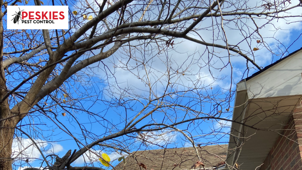 Overhanging tree limbs near a Birmingham, AL roofline providing a natural bridge for squirrels to access the attic.