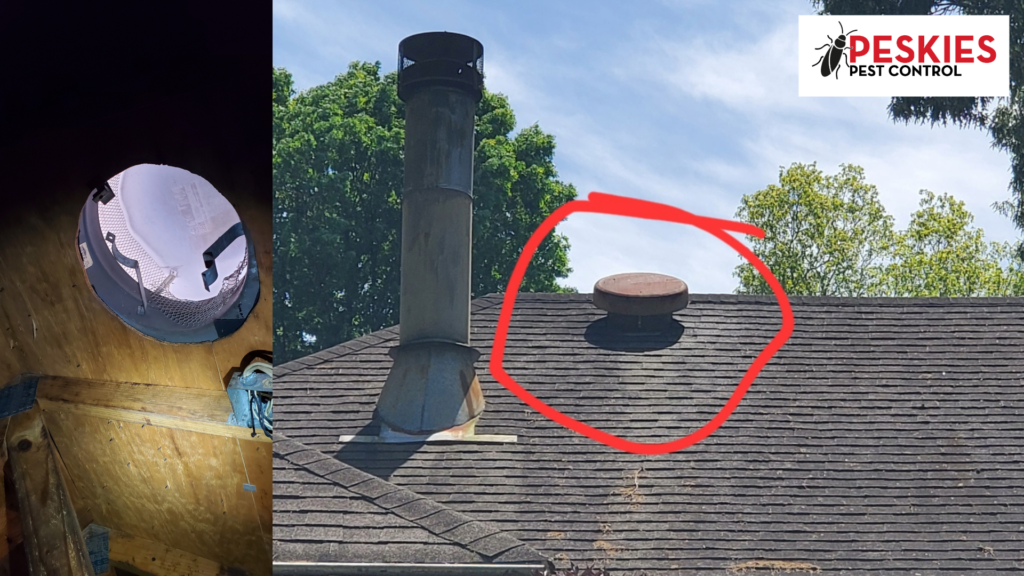 Damage to a roof vent and attic screen caused by a raccoon entry in a Birmingham home, showing the common wildlife access point.