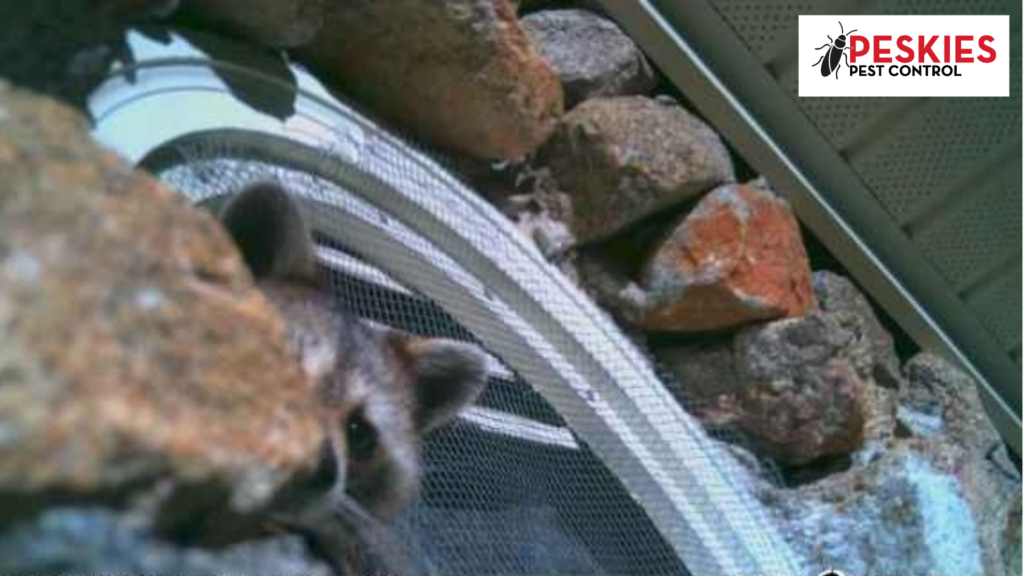 Close-up trail camera photo of a raccoon peeking out from a stone wall and attic vent on a Birmingham, Alabama home, highlighting common wildlife entry points.