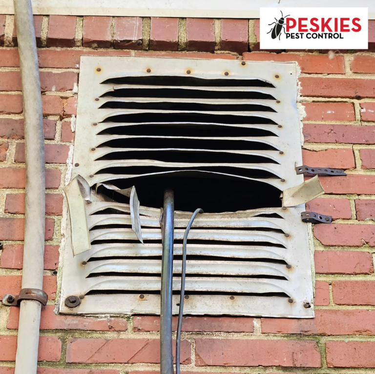 A vertical outdoor shot showing a red brick wall with an HVAC coolant line running upward into a damaged metal gable vent. The white metal vent has several louvers bent and pried open, creating a large dark gap where a raccoon could enter the attic. The black insulated coolant line and smaller wires run directly into this opening. The "Peskies Pest Control" logo is visible in the top right corner.