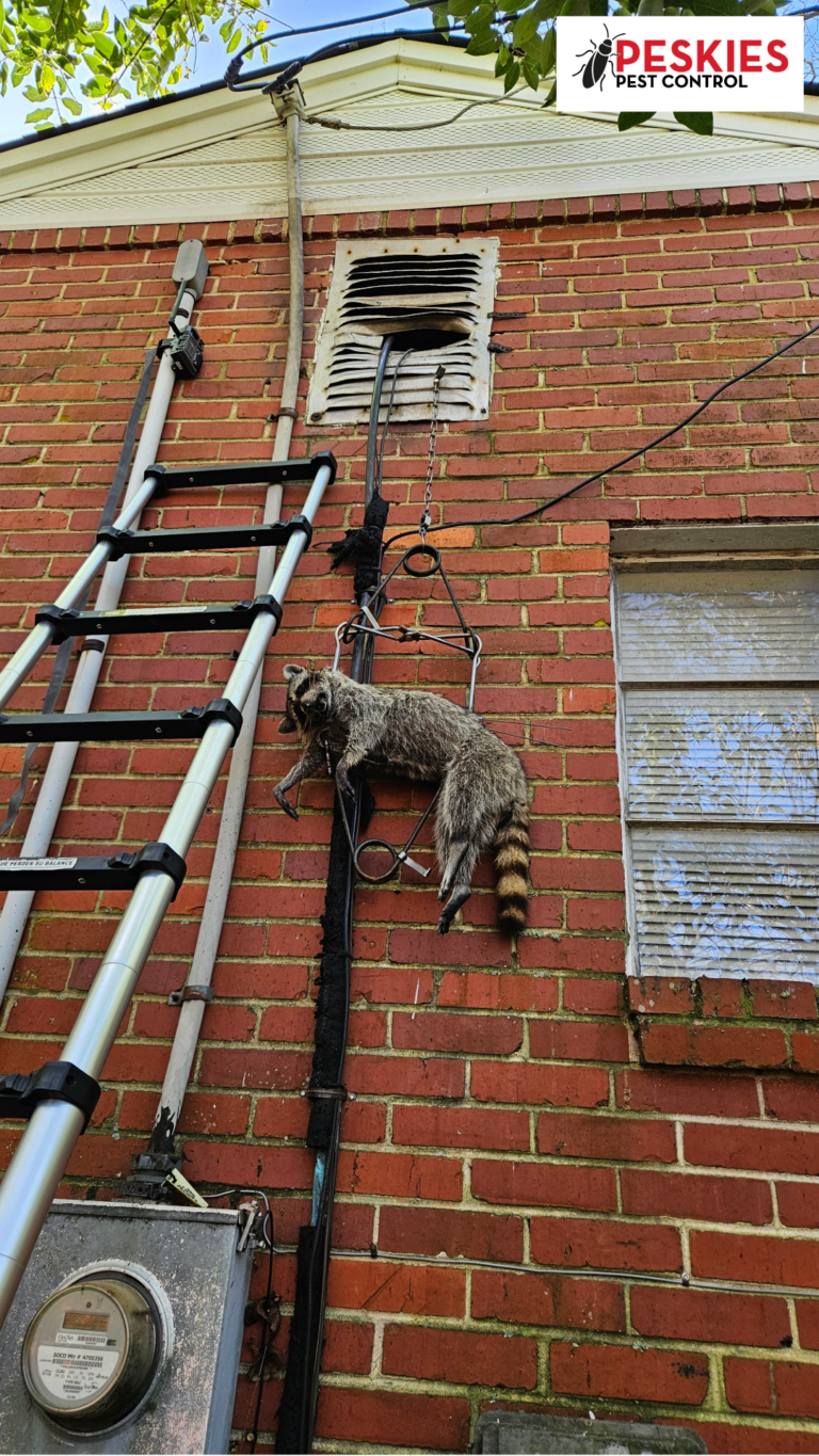 A vertical outdoor photo shows a large raccoon caught in a Conibear trap mounted on a red brick exterior wall. The trap is suspended vertically along an HVAC coolant line that leads up to a damaged gable vent near the roofline. To the left, a silver extension ladder is leaning against the house. The raccoon is positioned mid-wall, hanging securely in the trap mechanism. The "Peskies Pest Control" logo is visible in the top right corner.
