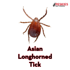 An image featuring a close-up, top-down view of a reddish-brown Asian Longhorned Tick centered on a white background. The text "Asian Longhorned Tick" is displayed prominently in bold red lettering with a black outline below the insect. In the top right corner, the "Peskies Pest Control" logo is visible, representing experts in Asian Longhorned Tick prevention Birmingham Alabama