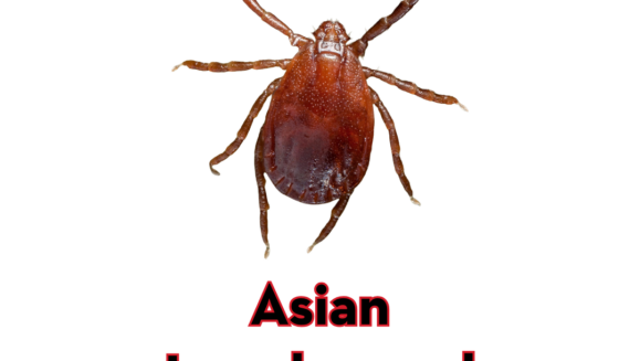An image featuring a close-up, top-down view of a reddish-brown Asian Longhorned Tick centered on a white background. The text "Asian Longhorned Tick" is displayed prominently in bold red lettering with a black outline below the insect. In the top right corner, the "Peskies Pest Control" logo is visible, representing experts in Asian Longhorned Tick prevention Birmingham Alabama