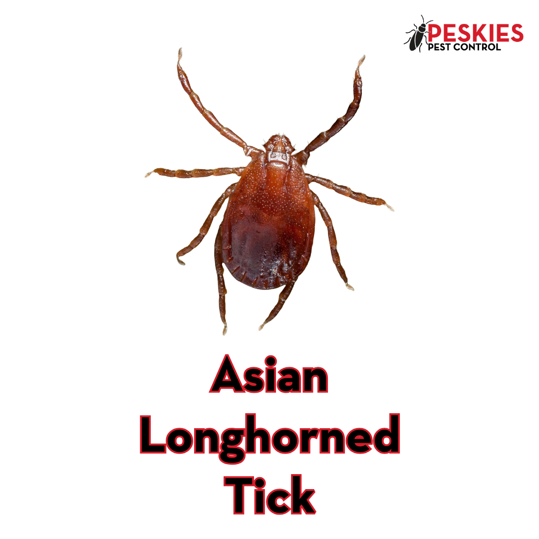 An image featuring a close-up, top-down view of a reddish-brown Asian Longhorned Tick centered on a white background. The text "Asian Longhorned Tick" is displayed prominently in bold red lettering with a black outline below the insect. In the top right corner, the "Peskies Pest Control" logo is visible, representing experts in Asian Longhorned Tick prevention Birmingham Alabama