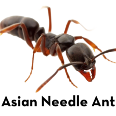 An image displaying a close-up view of an Asian Needle Ant isolated on a solid white background. The ant has a glossy, dark brown to black body with distinctive orangish-brown legs, antennae, and lower jaw (mandibles). In the upper right corner, the "PESKIES PEST CONTROL" company logo is visible.