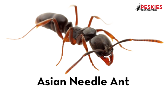 An image displaying a close-up view of an Asian Needle Ant isolated on a solid white background. The ant has a glossy, dark brown to black body with distinctive orangish-brown legs, antennae, and lower jaw (mandibles). In the upper right corner, the "PESKIES PEST CONTROL" company logo is visible.