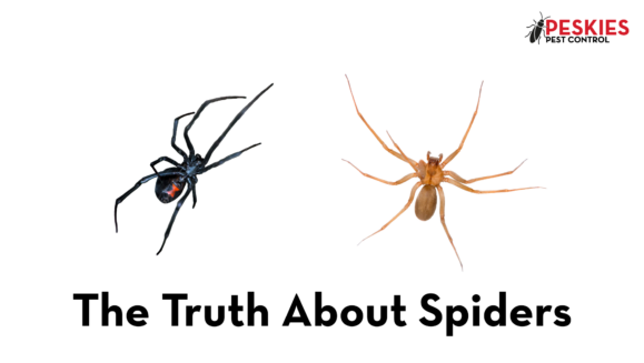 Side-by-side view of a black widow spider with a red hourglass and a brown recluse spider above the title "The Truth About Spiders" and the Peskies Pest Control logo.