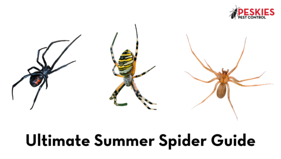 Side-by-side images of a black widow, a yellow garden spider, and a brown recluse below the text "Ultimate Summer Spider Guide" and the Peskies Pest Control logo.