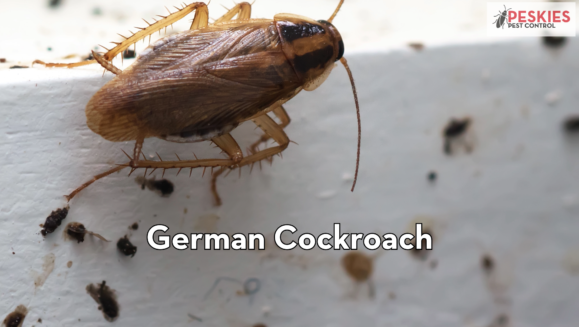 Close-up of a German cockroach on a white surface with droppings, featuring the Peskies Pest Control logo.