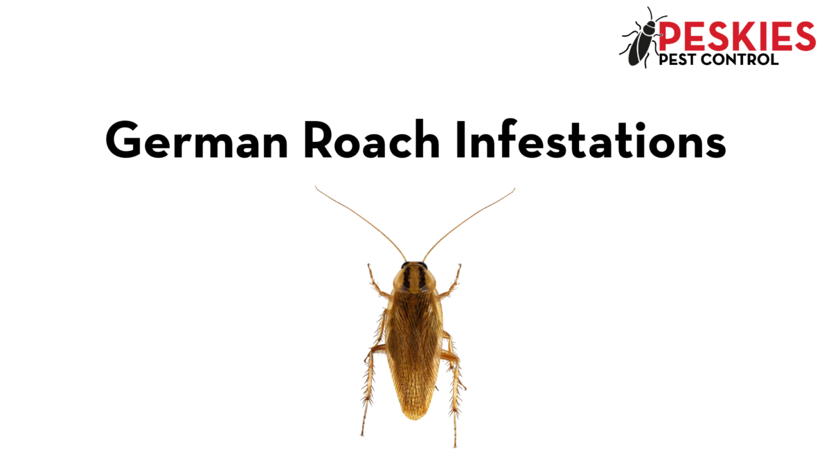 German Roach Infestation Control graphic featuring a German cockroach and the Peskies Pest Control logo.