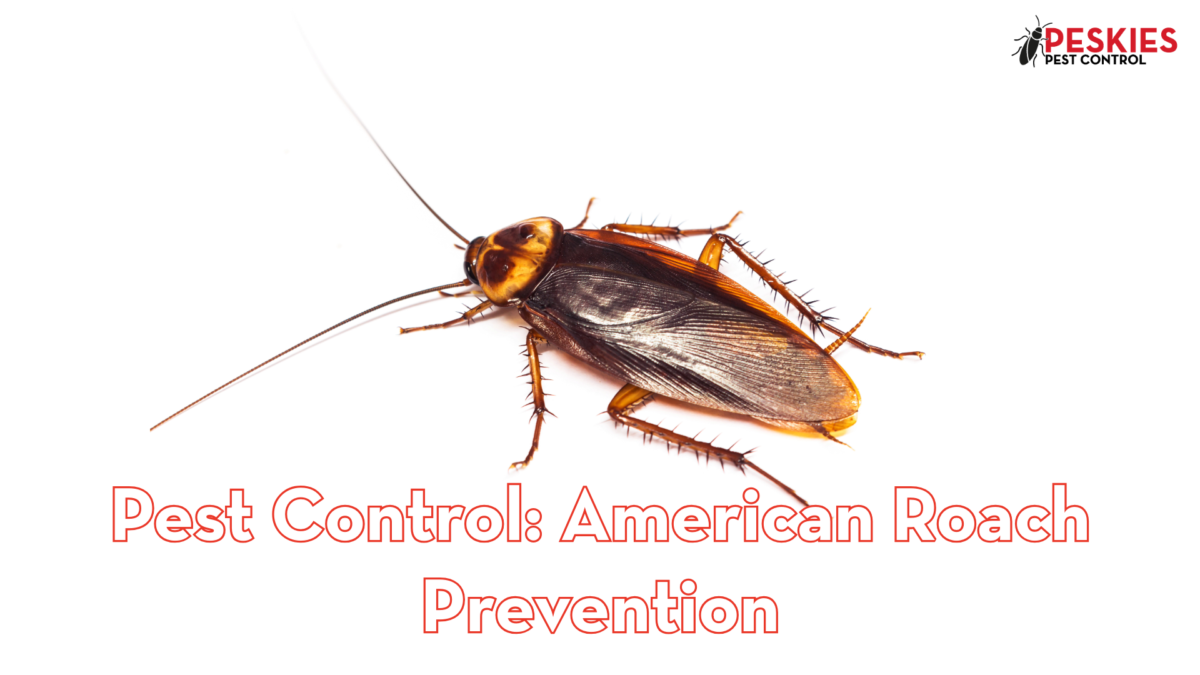 American cockroach on a white background with text reading Pest Control: American Roach Prevention by Peskies Pest Control.