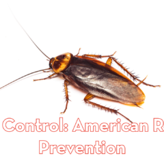American cockroach on a white background with text reading Pest Control: American Roach Prevention by Peskies Pest Control.