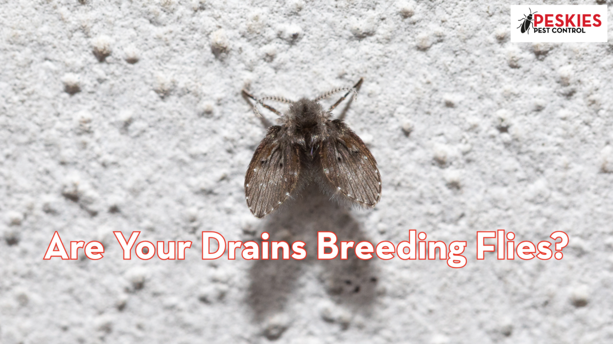 Small drain fly resting on a wall, Peskies Pest Control graphic